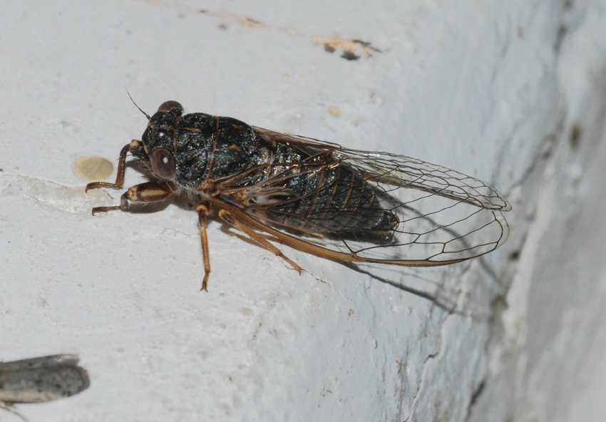 Cicadidae da determinare